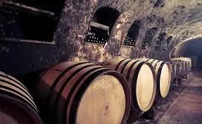 Řízená degustace a vycházka do vinohradu pod Nedánovem