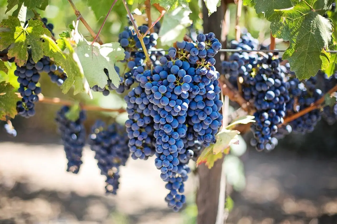 Vinařská úniková hra - Krajinou Modrých hor na kole
