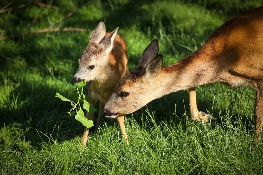 Zoocentrum Srdov - ideální místo pro milovníky přírody