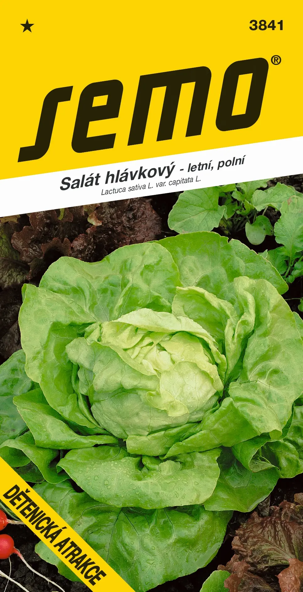 SEMO Salát hlávkový Dětenická atrakce
