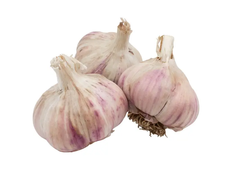 AgroBio Sadbový česnek Havran