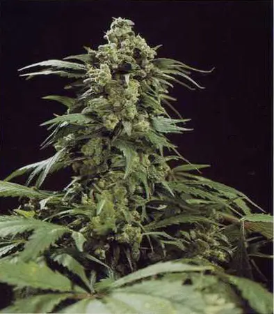 G13 x Skunk 18 ks standardizovaná semínka Mr. Nice