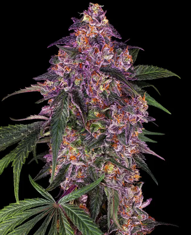 Sensi Purple Kush - Feminizovaná semena konopí 10 ks, Sensi Seeds