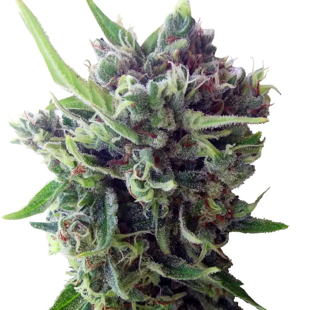 Ace Seeds Zamaldelica Auto feminizovaná semena