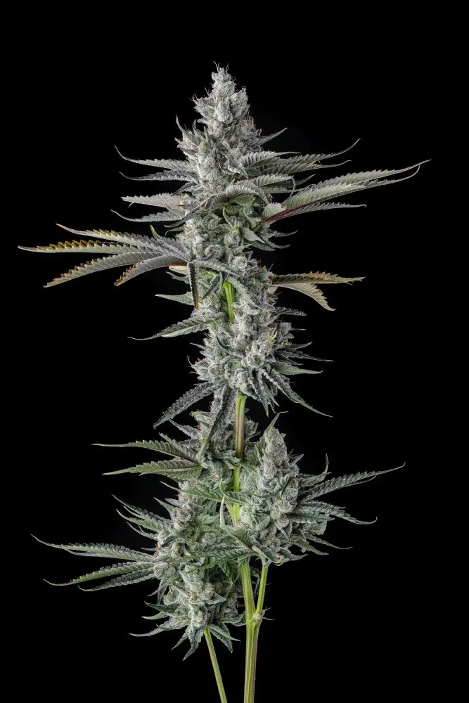 Paradise Seeds x Compound Genetics Guwop Green feminizovaná semena, 7 ks