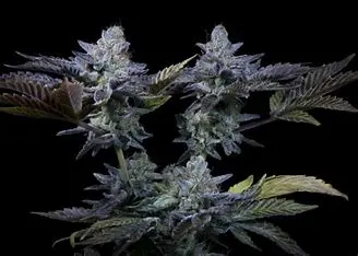 Paradise Seeds Sweetopia feminizovaná semena