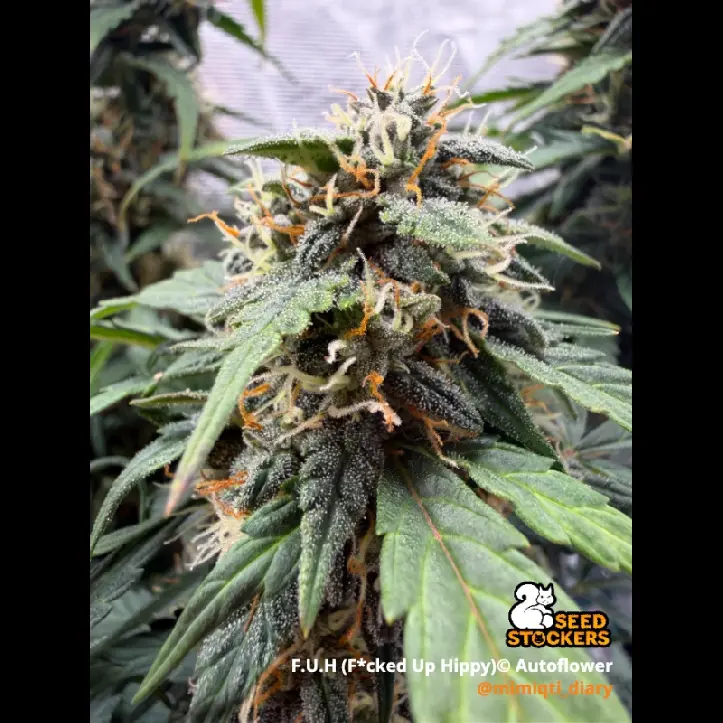 Seedstockers F.U.H Auto samonakvétací semena