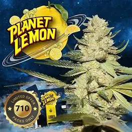 T.H. Seeds Planet Lemon feminizovaná semena