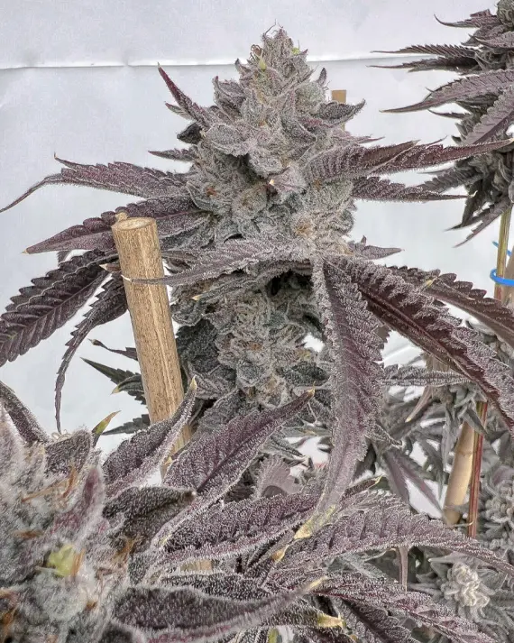 Solfire Gardens Poppin Bottlez feminizovaná semena