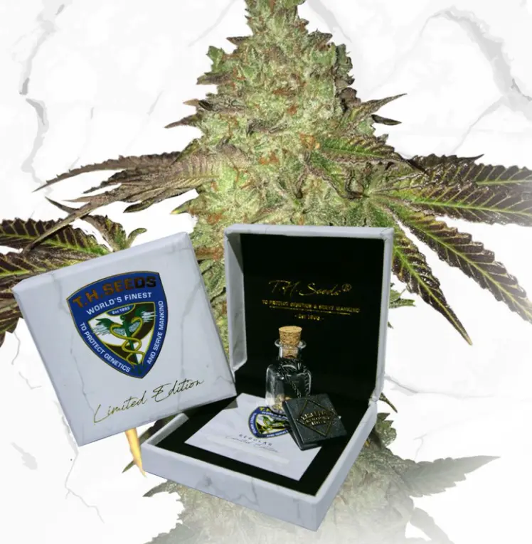T.H. Seeds Birthday Cake x Birthday Cake regulérní semena