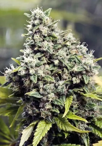 DNA Genetics Grape LA limitovaná edice, feminizovaná semena