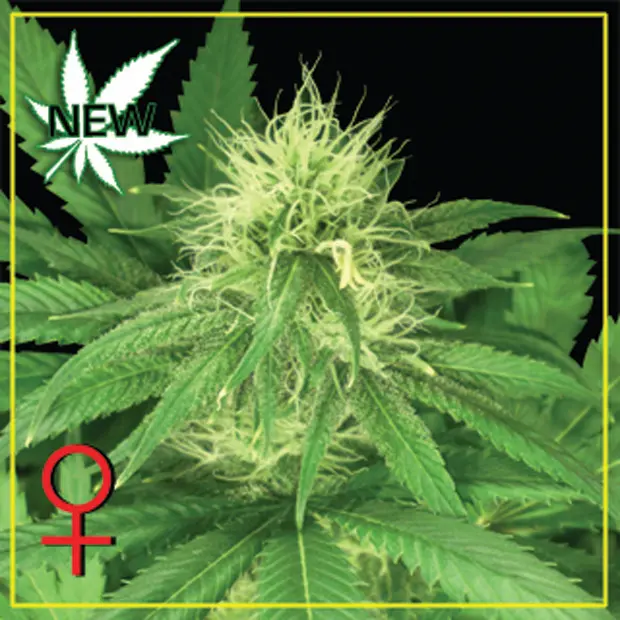 Bubba Kush - semínka 5 ks (Indoor), feminizovaná semínka Green House Seeds