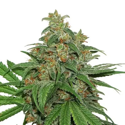 AK420 feminizovaná semena 5 ks Seedstockers