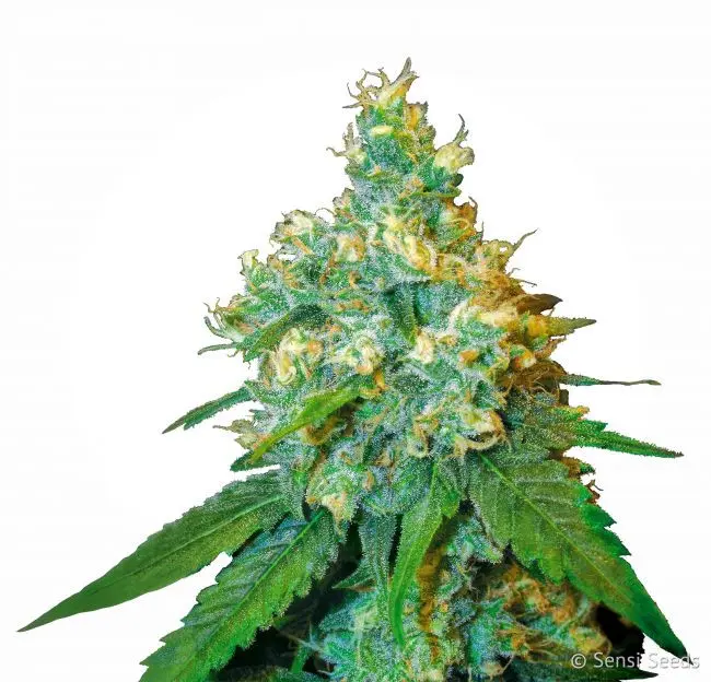 Jack Herer - semínka 3 ks feminizovaná Sensi Seeds