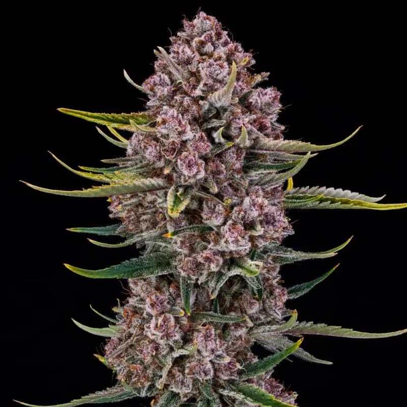 Silent Seeds Purplenade XXL Auto samonakvétací semena