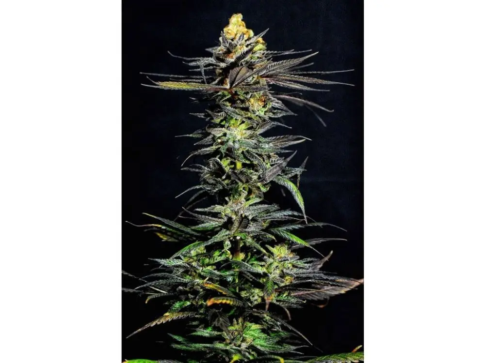Holy Seeds Bank Bitter Cherry Punch feminizovaná semena