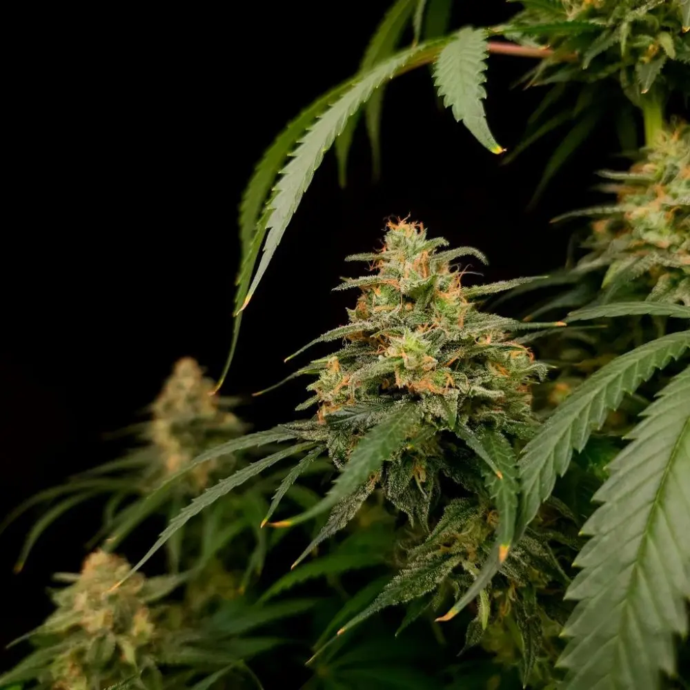 Paradise Seeds Zesty Bliss feminizovaná semena