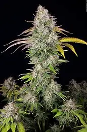 T.H. Seeds UnderDawg Kush feminizovaná semena
