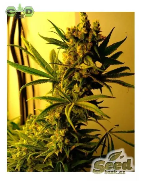 CBD Crew CBD SharkShock feminizovaná semena, 5 ks