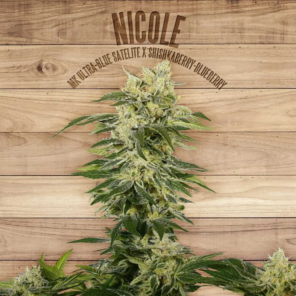 The Plant Organic Seeds Nicole feminizovaná semena