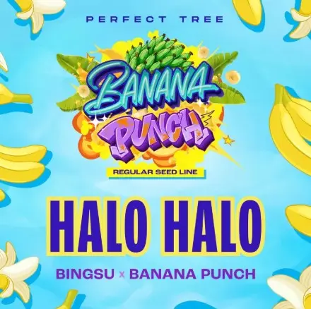Perfect Tree Seeds Halo Halo regulérní semena, 12 ks