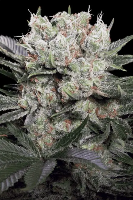 Paradise Seeds Californian Gold feminizovaná semena