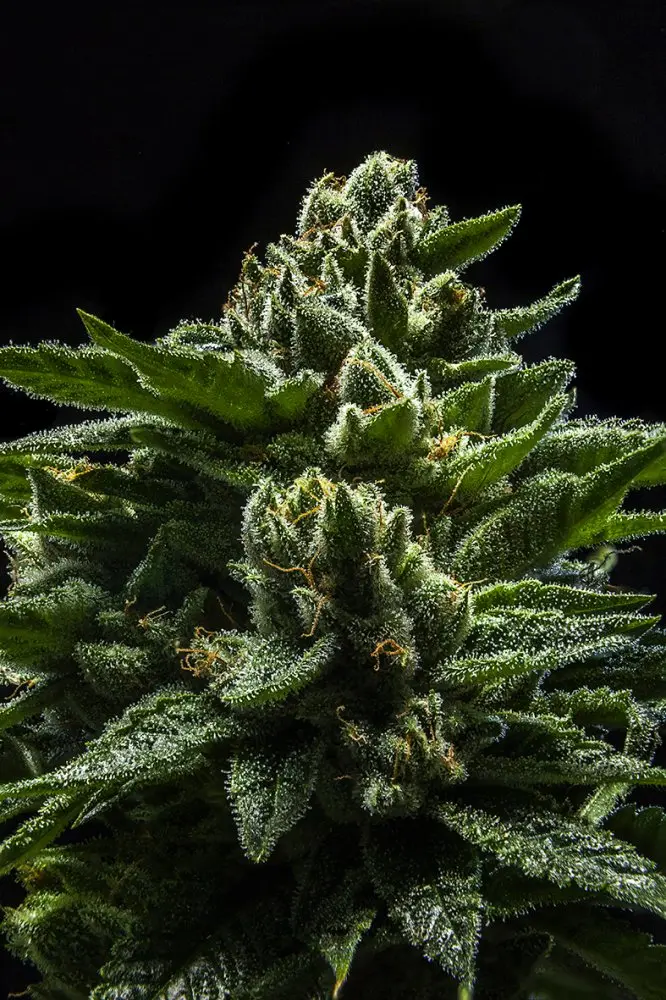 Ripper Seeds DO-G feminizovaná semena