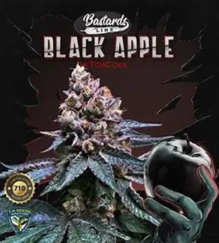 T.H. Seeds Black Apple Hitchcock 710 Limited Pack, 7 semen