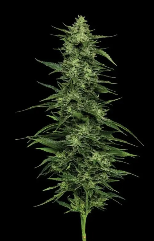 Humboldt Seed Company Limez feminizovaná semena