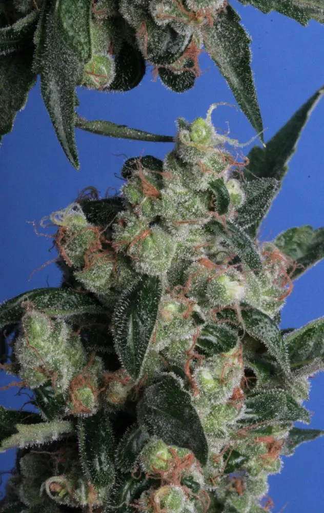 T.H. Seeds Kushage feminizovaná semena