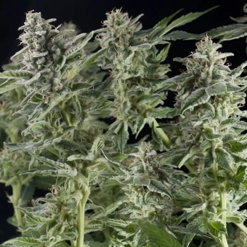 Northern Lights Auto - fem. a samonakvétací semínka 6ks Natural Seeds