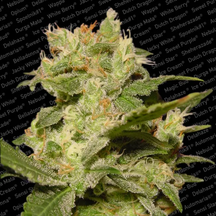 Auto Jack - feminizovaná a samonakvétací semínka 3ks Paradise Seeds