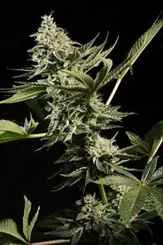 Paradise Seeds Glowstarz feminizovaná semena
