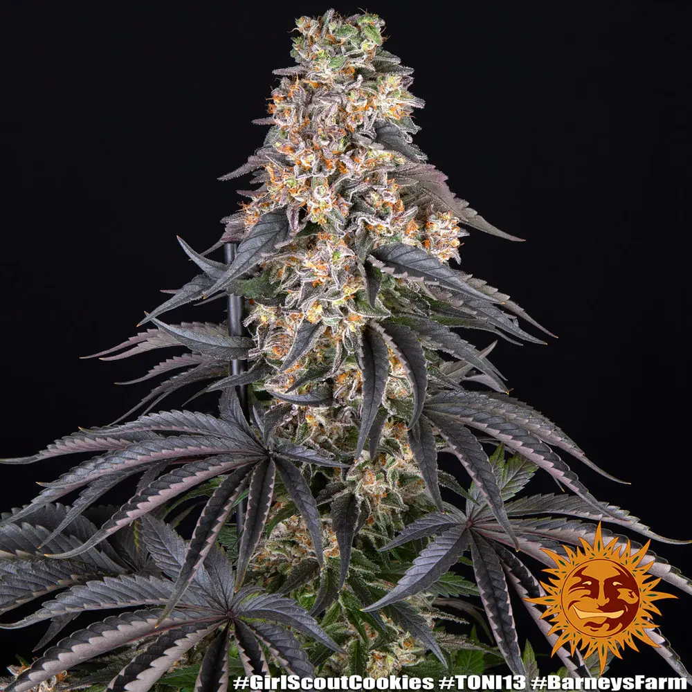Girl Scout Cookies - feminizovaná semena, 3 ks, Barneys Farm