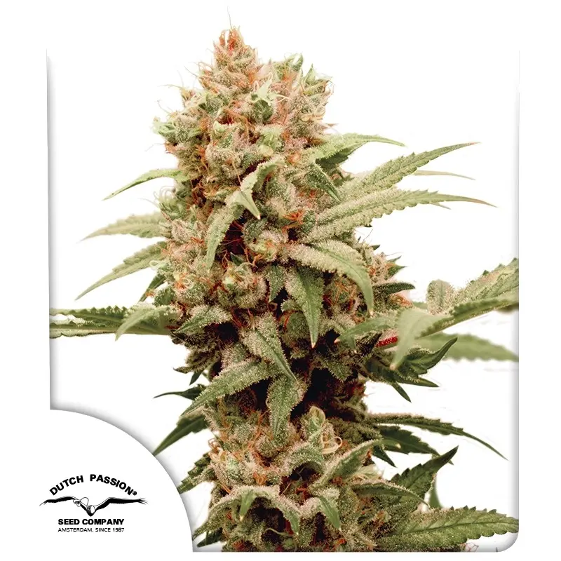 CBG-Force Auto Feminizovaná Semínka - 7