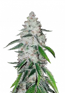 West Coast O.G. Auto Feminizovaná Semínka - 5