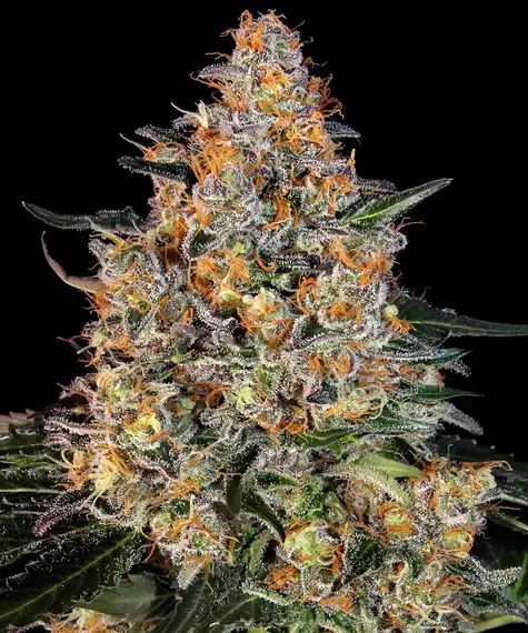 Bubba Kush Feminizovaná Semena 5