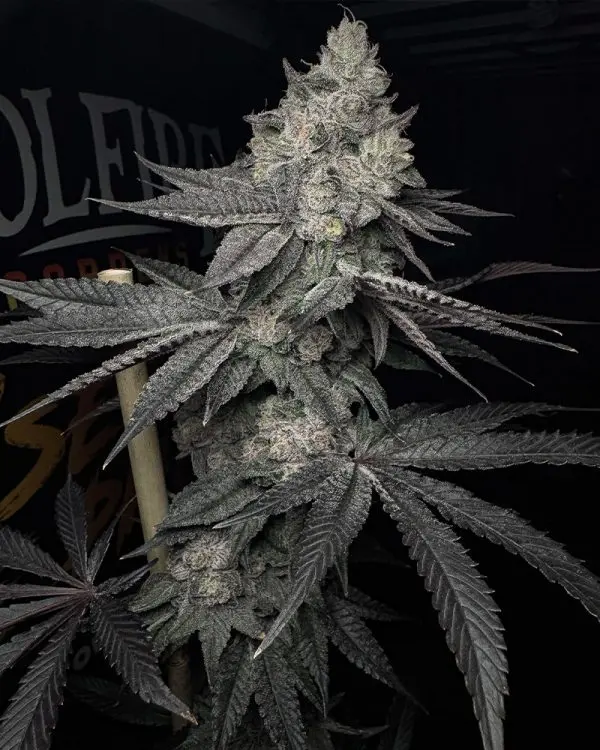 Solfire Gardens Lucid Vision feminizovaná semena