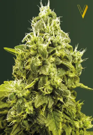 Victory Seeds Jack Hammer feminizovaná semena