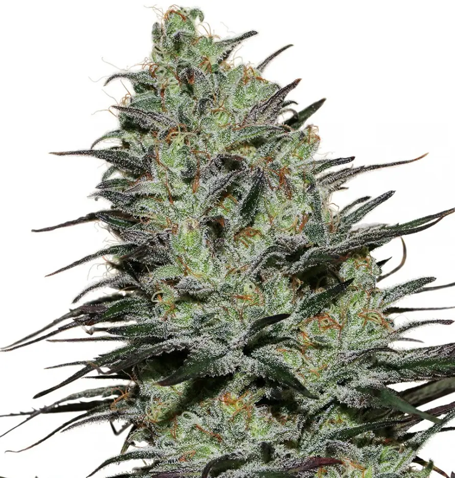 Buddha Seeds Morpheus feminizovaná semena