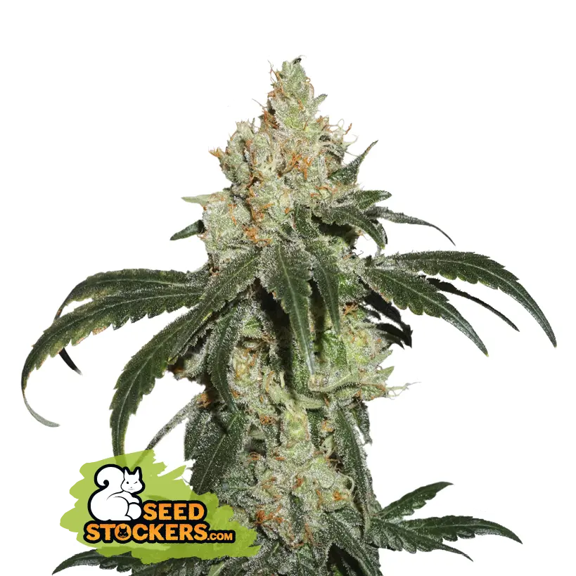 Seedstockers Nicole Cream feminizovaná semena