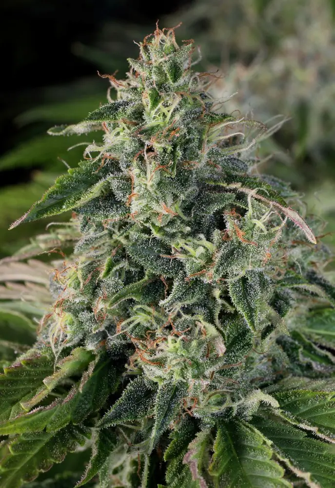 T.H. Seeds Strawberry Glue Cake regulérní semena
