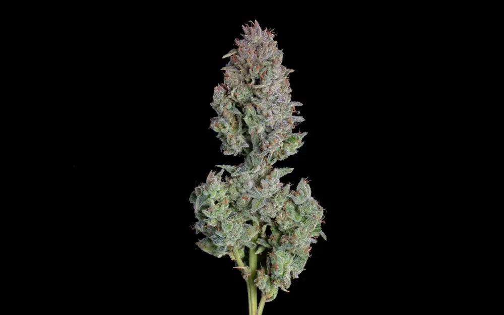 Happy Valley Easy Button Auto autoflowering semena