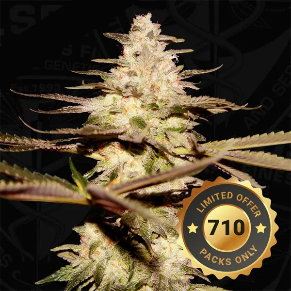 T.H. Seeds CaliFunk feminizované semená