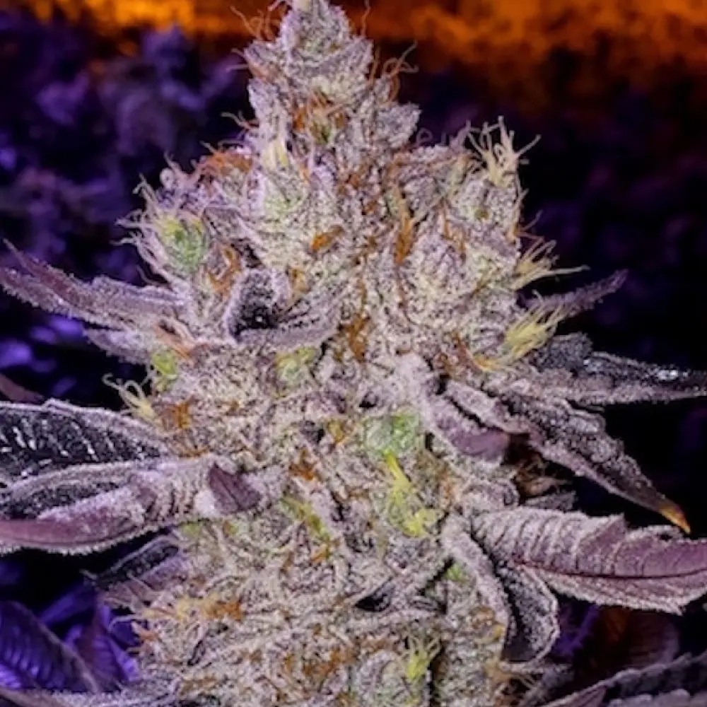 Ethos Genetics Apex F-1 regulérní semena