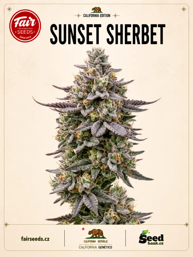 Fair Seeds Cali Weed Sunset Sherbet feminizovaná semena