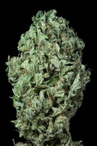 Sour Diesel Auto - fem. a samonakvétací semínka 10ks Dinafem