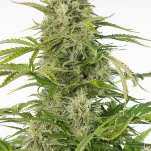 Cheese Autoflowering CBD – fem. a samonakvétací semínka 10ks Dinafem