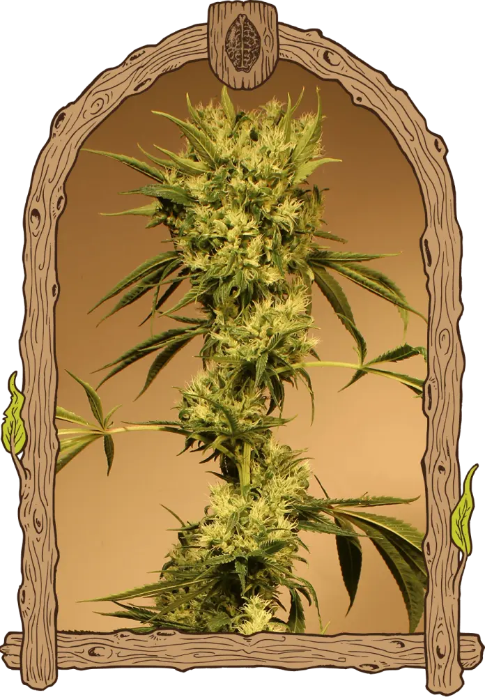 White Jewel - feminizovaná semena, 10 ks, Exotic Seed