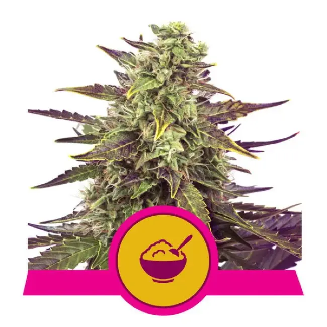 Cereal Milk Feminizovaná Semena 3